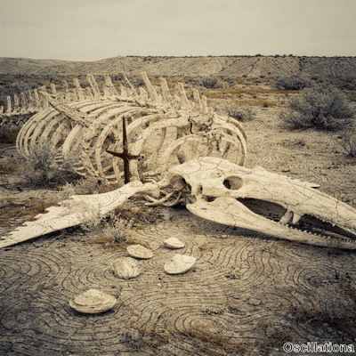 A sepia image of weathered whale skeleton on desert with skull in front, five white seash…